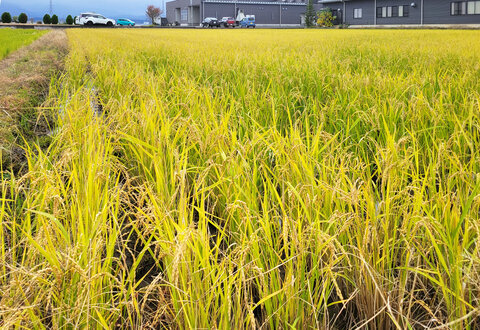 稲の生育状況：2024年11月19日撮影